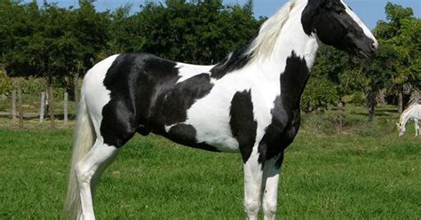cavalo pampa-4